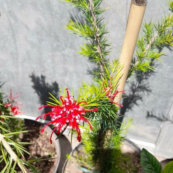 Grevillea rosmarinifolia Fleur