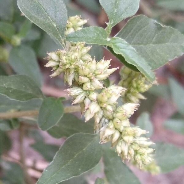 Amaranthus deflexus Fruit