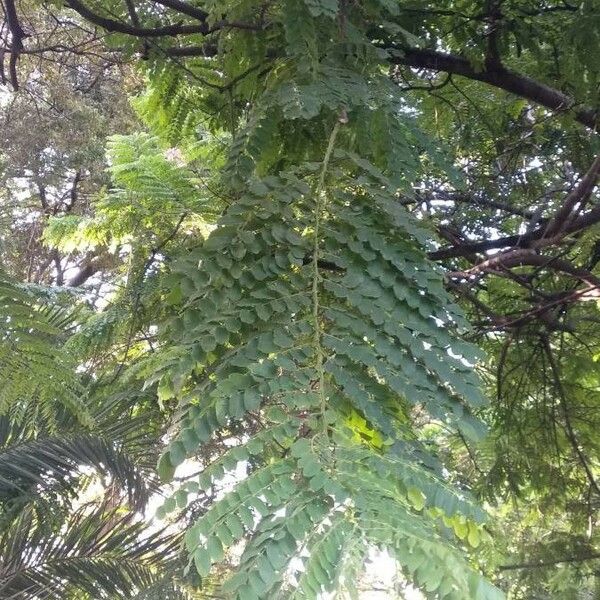 Cassia javanica Hostoa