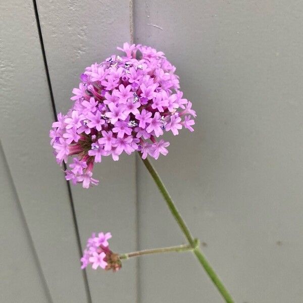 Verbena bonariensis Цветок