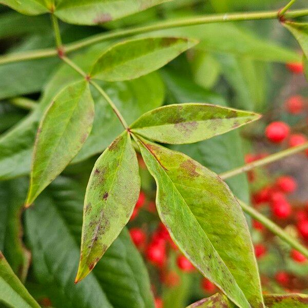 Nandina domestica Leaf