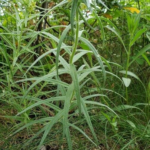 Lithospermum ruderale Feuille