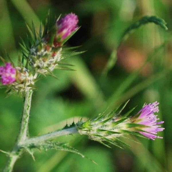 Carduus pycnocephalus Flower