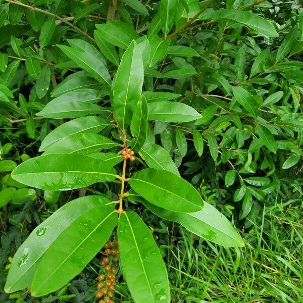 Citharexylum caudatum Liść