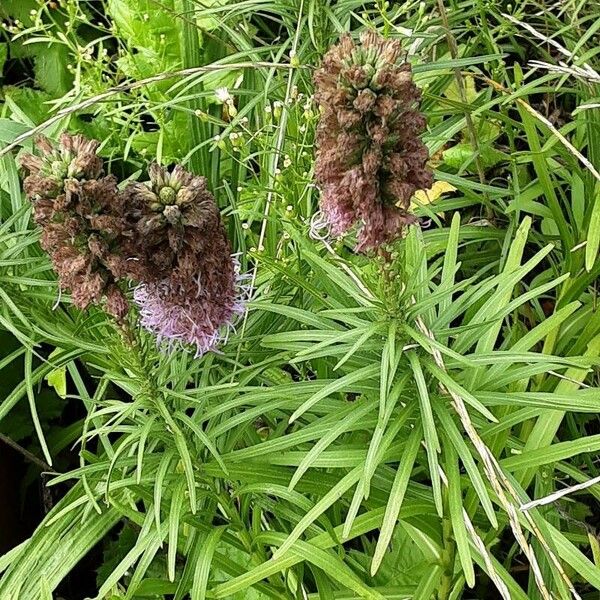 Liatris pycnostachya Flower