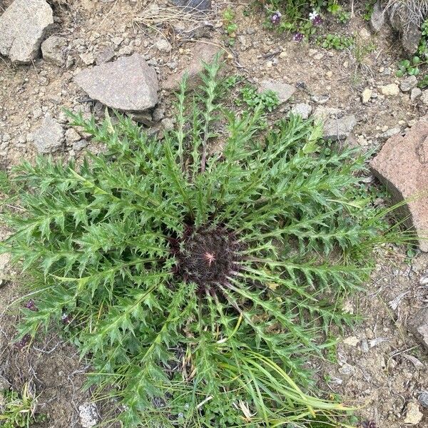 Carlina acaulis Лист