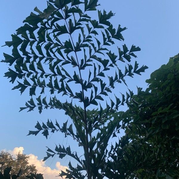 Caryota mitis ᱥᱟᱠᱟᱢ