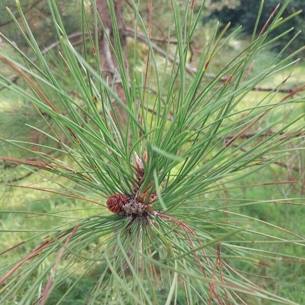 Pinus ponderosa 葉