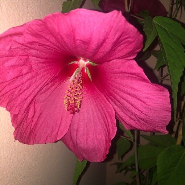 Hibiscus moscheutos Blüte