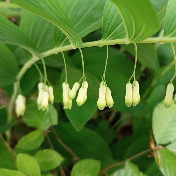 Polygonatum multiflorum Žiedas