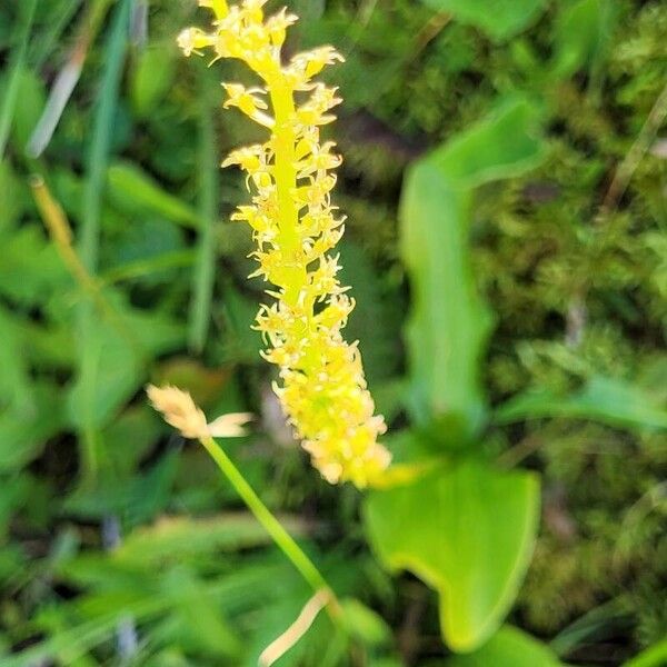 Malaxis monophyllos Flower