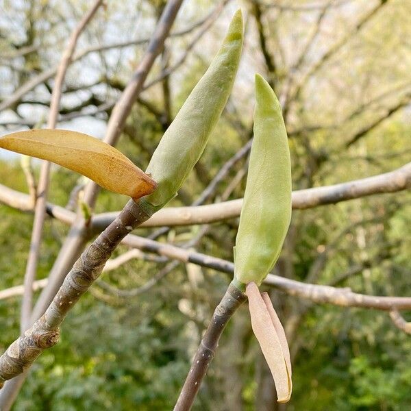 Magnolia tripetala Λουλούδι