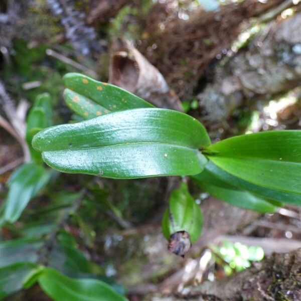 Angraecum corrugatum Folla