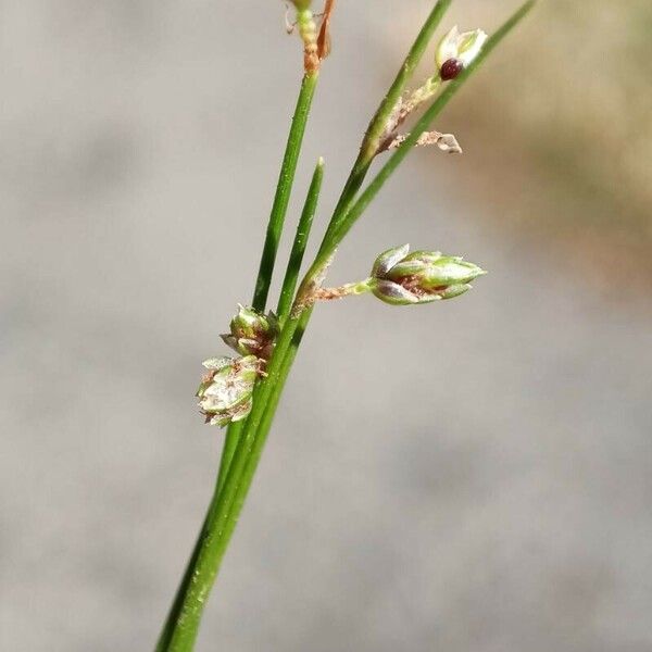 Isolepis setacea 花