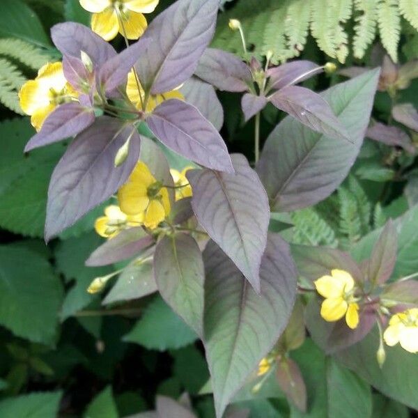 Lysimachia ciliata 整株植物