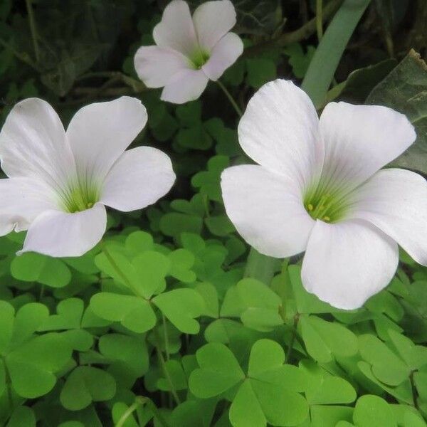 Oxalis incarnata Blomst