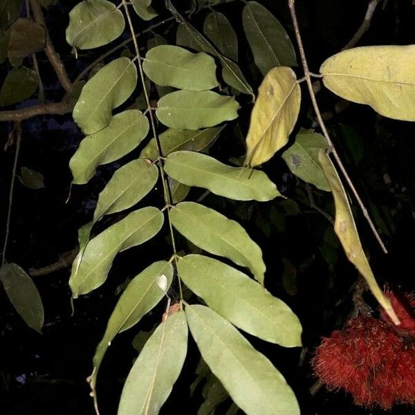 Brownea grandiceps Feuille