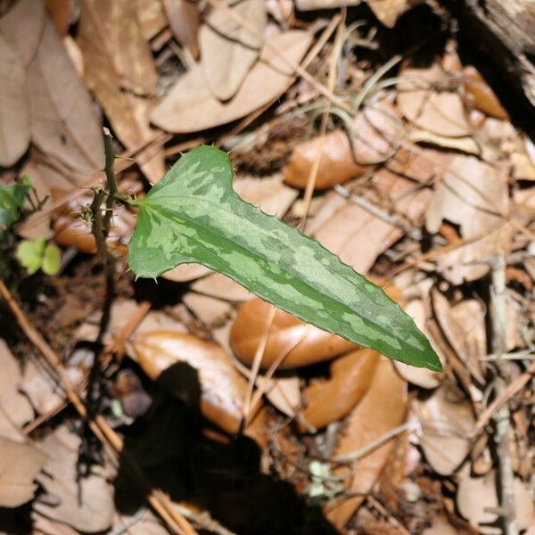 Smilax bona-nox Leaf