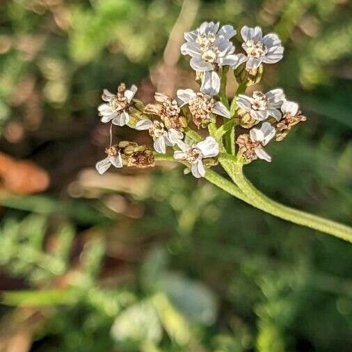 Achillea nobilis Квітка