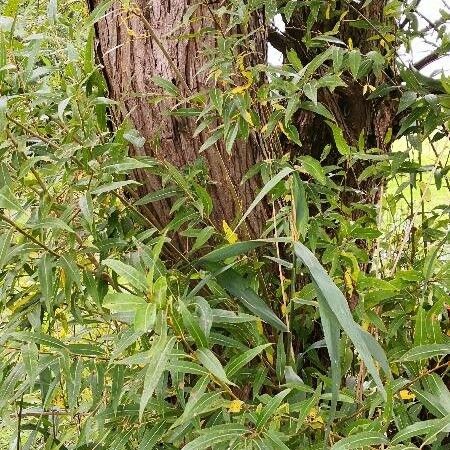 Salix pentandra Foglia