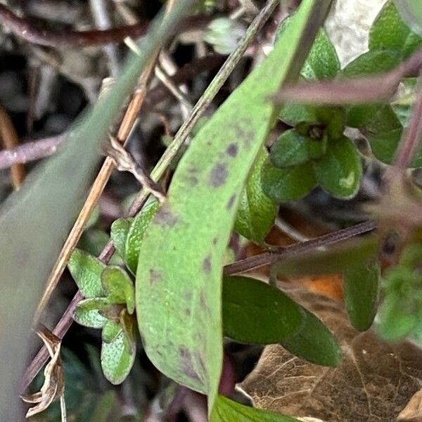 Bupleurum falcatum Feuille