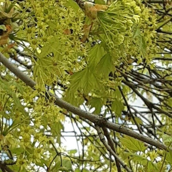 Acer macrophyllum Flower