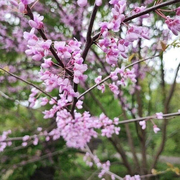 Cercis canadensis Virág