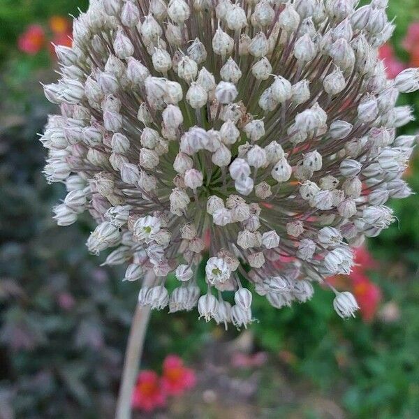 Allium ampeloprasum Floare