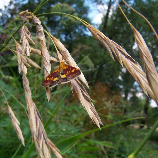 Bromus catharticus Fruit