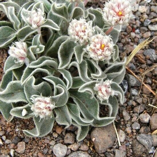 Gomphrena caespitosa Vekstform