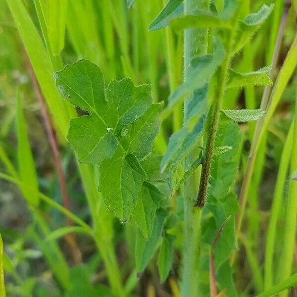 Sisymbrium officinale Foglia