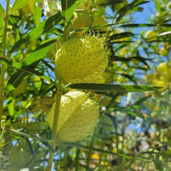 Gomphocarpus physocarpus Frukt