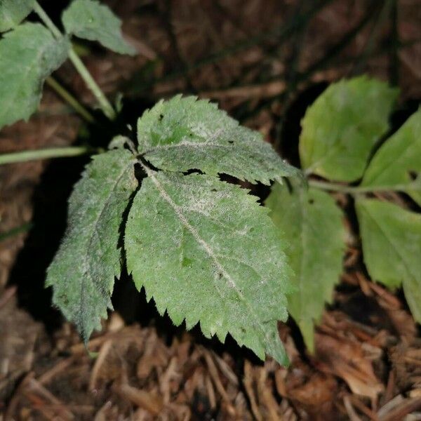 Cryptotaenia canadensis Leaf