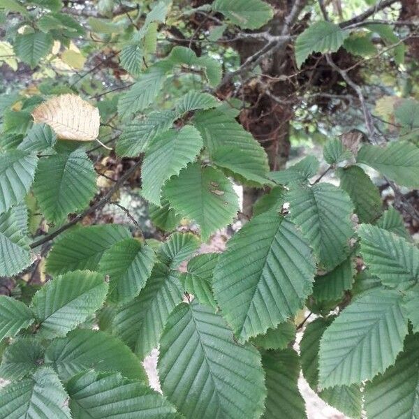 Carpinus betulus Frunză