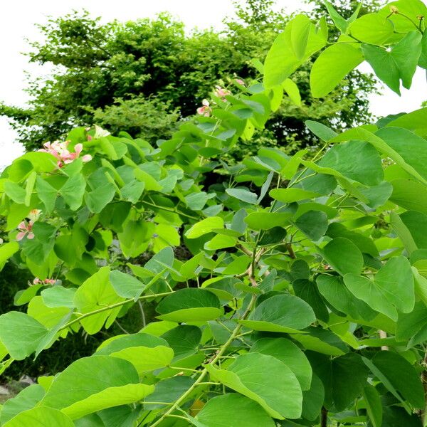 Bauhinia variegata Habitat