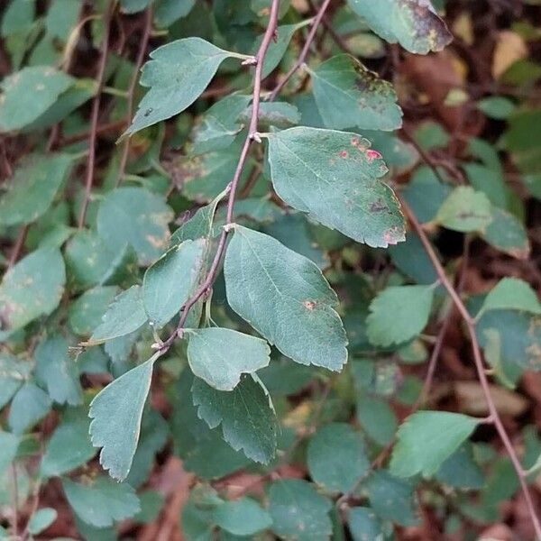 Spiraea trilobata Листок