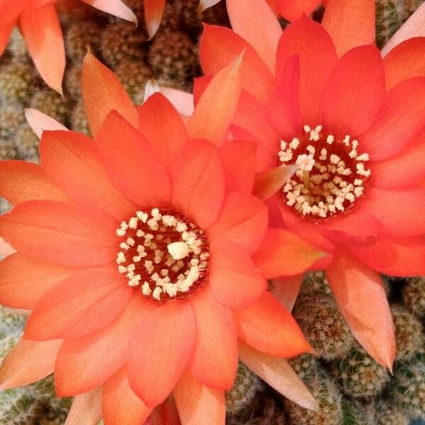 Chamaecereus silvestrii Flor