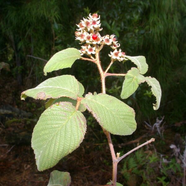 Rubus adenotrichos Flor