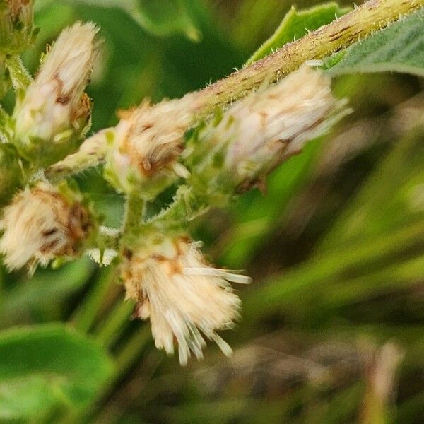 Baccharoides lasiopus Fruit