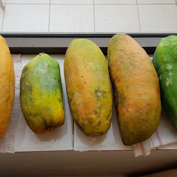 Carica papaya Плод