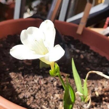 Freesia leichtlinii Fleur