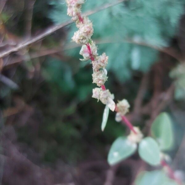 Atriplex glauca फूल