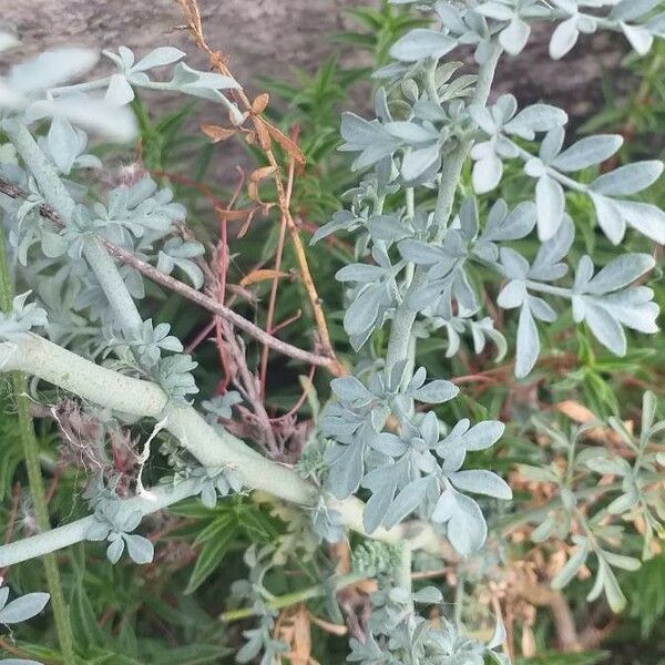 Ruta angustifolia برگ