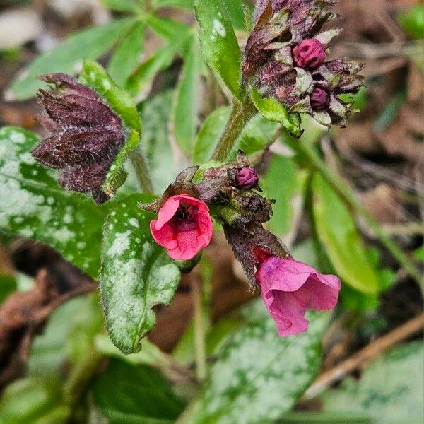 Pulmonaria saccharata Květ