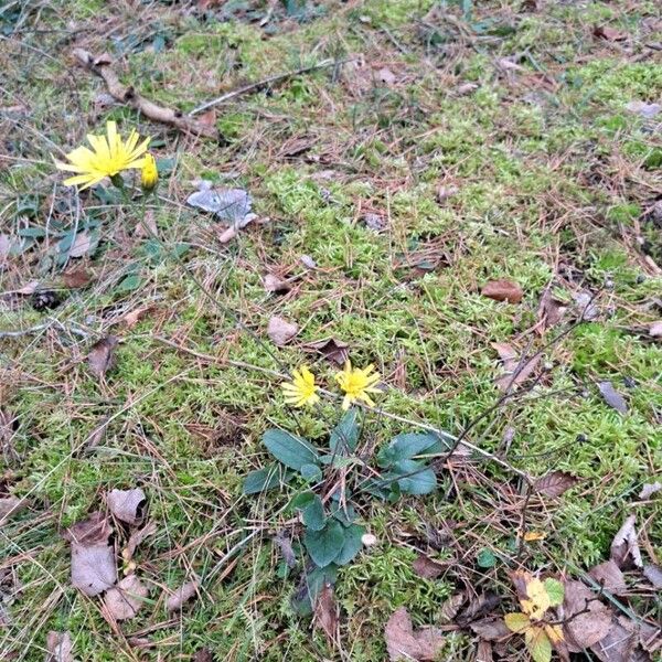 Hieracium murorum Vekstform