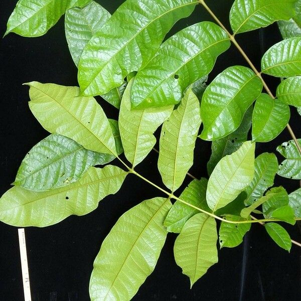 Tapirira guianensis Leaf