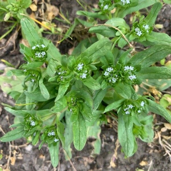 Valeriana locusta Cvet