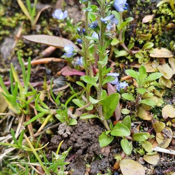 Veronica serpyllifolia फूल