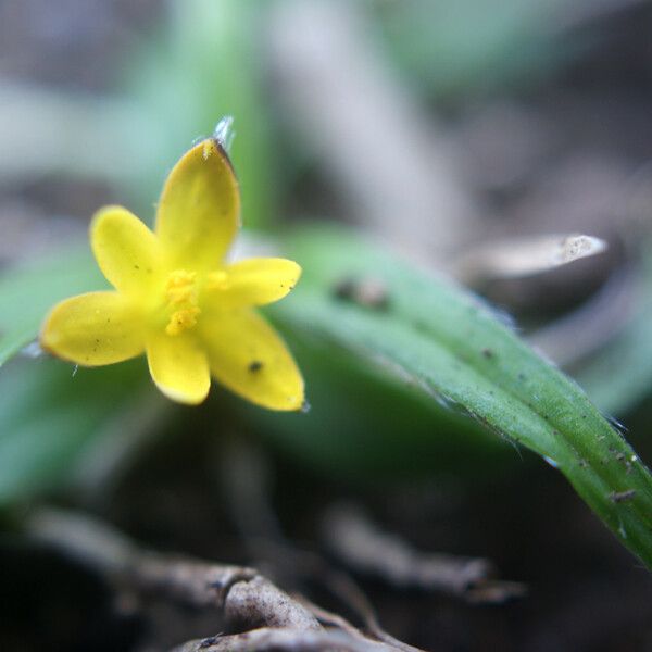 Hypoxis angustifolia Çiçek