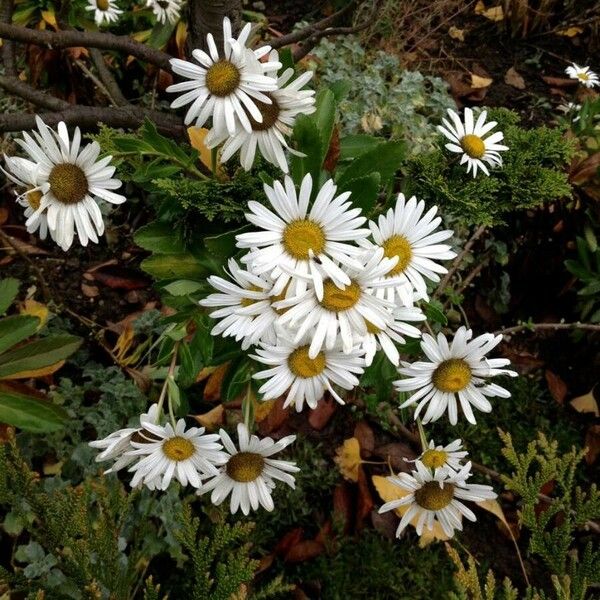 Symphyotrichum lanceolatum Flower